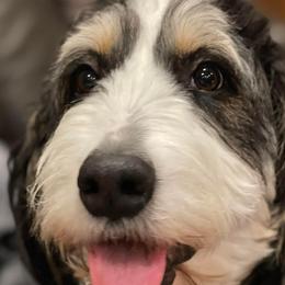 Sophie - Bernedoodle