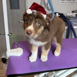 Miniature American Shepherd puppies from Breanna Morrison