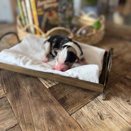 Wrangler - Blue merle male Miniature American Shepherd puppy in Payson, Arizona from Barnhardt Minis