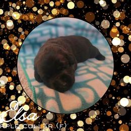 Elsa - Purple Collar - Black female Labrador Retriever puppy in Sumerduck, Virginia from Cedar Mountain Retrievers