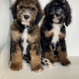 Bernedoodle Puppies from Sonoran Standard Doodles