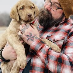 Chesapeake Bay Retriever Puppies from Hickory Creek Chesapeakes