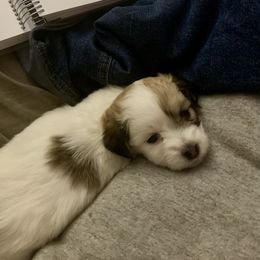 Coton de Tulear Puppies from Catawba Cotons