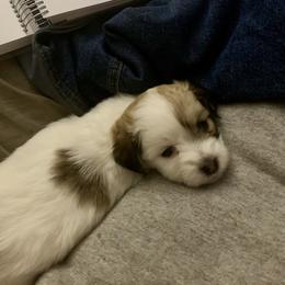 Coton de Tulear Puppies from Catawba Cotons