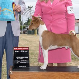 Basenjis from Signet Kennels