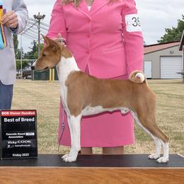 Basenjis from Signet Kennels