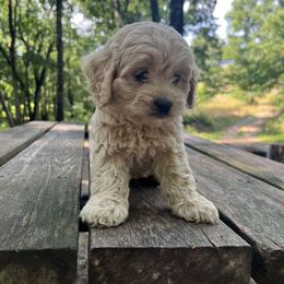 Cockapoo Puppies from East St. Poodles & Doodles