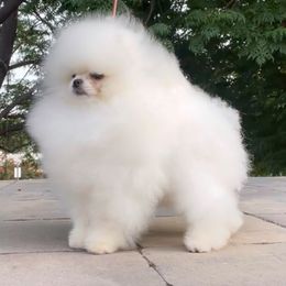 Sugar Daddy - Pomeranian