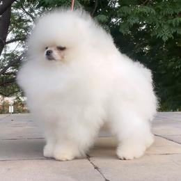 Sugar Daddy - Pomeranian