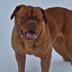 Bebop - Dogue de Bordeaux