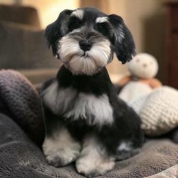 Y'Mara - Miniature Schnauzer