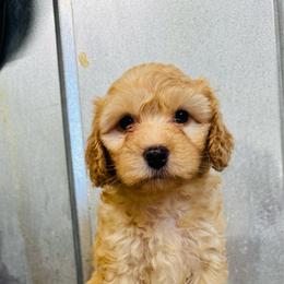 Lime green female - Apricot female Aussiedoodle puppy in Valdosta, Georgia from Fifth Day Farm