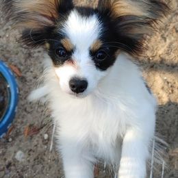 Boxer and Papillon Puppies from Tradition Boxers and Papillons