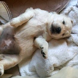 Golden Retriever Puppies from Creekside Golden Kennels