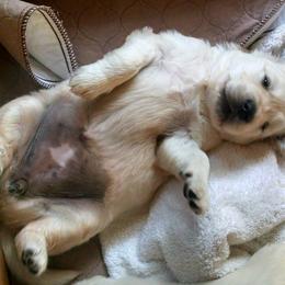 Golden Retriever Puppies from Creekside Golden Kennels