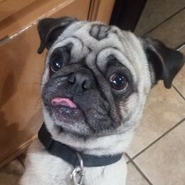 Rocky - Pug