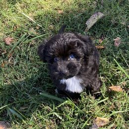 Boy 3 - Aussiedoodle puppy from Duke's Mini & Toy Australian Shepherds & Aussiedoodles