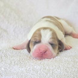 Girl 3 - Mahogany and white female Basset Hound puppy in Valley, Washington from Peaceful Valley Paws
