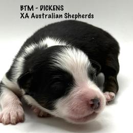 Dickens - Black tri-color male Australian Shepherd puppy in Gowen, Michigan from XA AUSTRALIAN SHEPHERDS