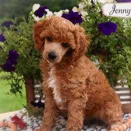 Jenny - Red  female Poodle puppy in Utica, Ohio from Crystal Rose Canines