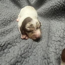 Daisy - Piebald female Dachshund puppy in Birchtree, Missouri from Cruzan Dachshunds