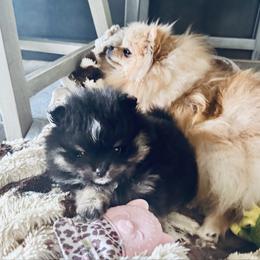 Rachel - Black and tan parti female Pomeranian puppy in Colton, Oregon from Shelli’s Pampered Poms