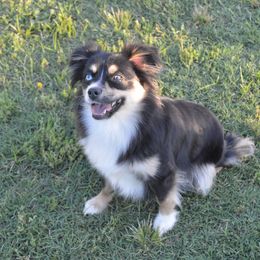 Alyce - Toy Australian Shepherd