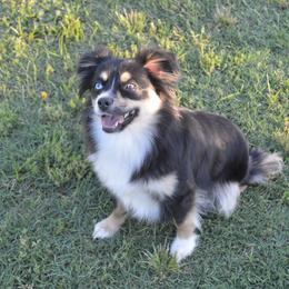 Alyce - Toy Australian Shepherd