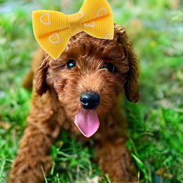 Cockapoos and Goldendoodles from Boutique Doodles