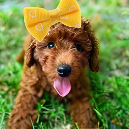 Cockapoos and Goldendoodles from Boutique Doodles