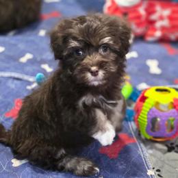 Socks - Chocolate female Havanese puppy in Medina, Ohio from Momma's Minis
