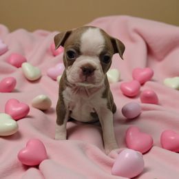 Lilac female boston - Lilac female Boston Terrier puppy in Salisbury, North Carolina from P3 Boston Terriers in NC