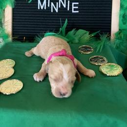 Cockapoo Puppies from Country J Canines