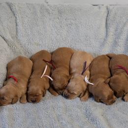 Basil - Golden female Golden Retriever puppy in Payette, Idaho from Stonewick Retrievers