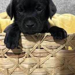 Black girl 4 - Black female Labrador Retriever puppy in Hebron, Indiana from Farm Creek Retrievers