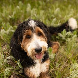 Bernedoodle and Goldendoodle Puppies from Sun Valley Goldendoodles