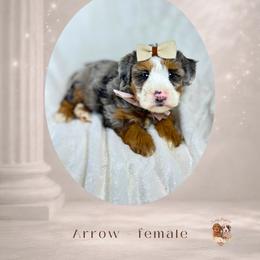 Arrow - Merle female Bernedoodle puppy in Canton, Georgia from Teddy Puppies