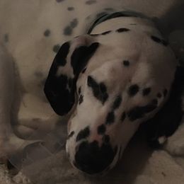 Dimityr - Dalmatian