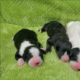 Bernedoodle puppies from Foothills Family Doodles