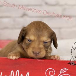 Chocolate and cream - Chocolate and cream male Dachshund puppy in Seminary, Mississippi from Down South Mavericks Dachshunds