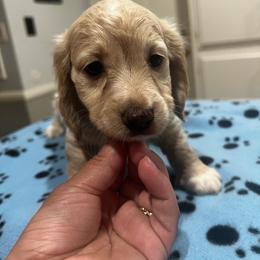 Frisbee - Cream male Dachshund puppy in Highland, California from BAES Teufelshunde