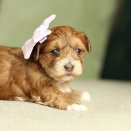 Rose - Chocolate female Havapoo puppy in Eagle Mountain, Utah from Lady Paws Puppies
