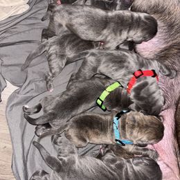 Cane Corso Puppies from 336 Cane Corso