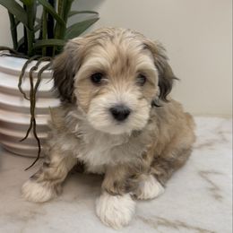 Piper - Red sable female Havanese puppy in Semmes, Alabama from Hayden's Havanese