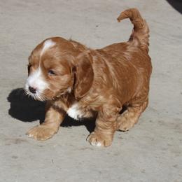 Cobalt  blue collar - Caramel male Australian Labradoodle puppy in Provo, Utah from EllsWORTH Labradoodles LLC
