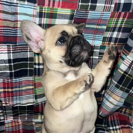 Girl 2 - Fawn female French Bulldog puppy in Kansas City, Missouri from Kingdom Cubz Kennel