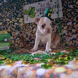 Prince Daemon - Seal brindle and white male Boston Terrier puppy in Colorado Springs, Colorado from M&Bs Boston Terriers