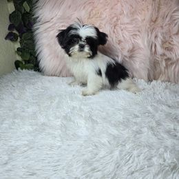 Princes - Black and white female Shih Tzu puppy in Hialeah, Florida from Shih Tzu Miami