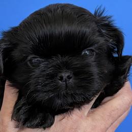 Brady - Black male Shih Tzu puppy in Tallahassee, Florida from Bows and Bow Ties