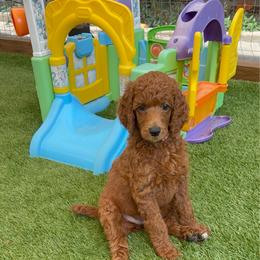 Colada - Red  female Poodle puppy in Mount Vernon, Illinois from AMC Poodles